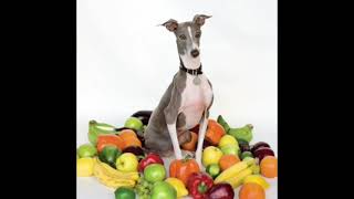 Excellent Italian Greyhound - Shellac (2007) Full Album - YouTube