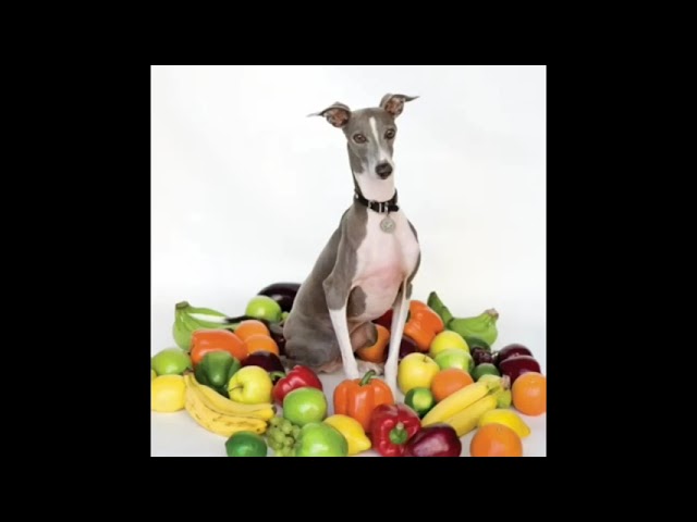 SHELLAC Excellent Italian LP シェラック アルビニ Shellac – Excellent Italian Greyhound | Releases | Discogs