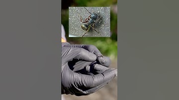 Recognizing Carpenter Ants 101.