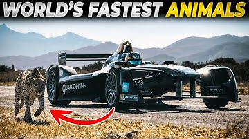 15 Fastest Animals In The World
