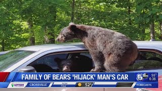 Family of bears climb on, inside car in Gatlinburg