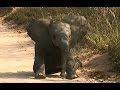 SafariLive May 15 Baby elephant plays next to the car