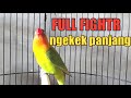 Putar sesaat saja lovebird fighter yang dengar cepat terpancing,EMOSI NAIK ikut ngekek panjang