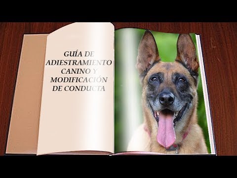 Video: Una guía para las técnicas y términos de modificación del comportamiento del perro