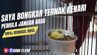 99% TERBUKTI PAKAI TRIK MANJUR INI, PEMULA TERNAK BURUNG KENARI LANGSUNG BERHASIL