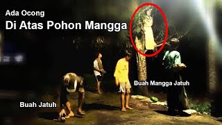 136 ▶️ Ada Pocong Di Atas Pohon Mangga !!!