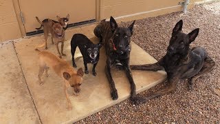 Bed & Biscuit Pet Resort of Northern Arizona