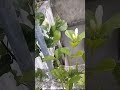 plants gives us a big relief #plants  #gardentour #shorts #ytshorts