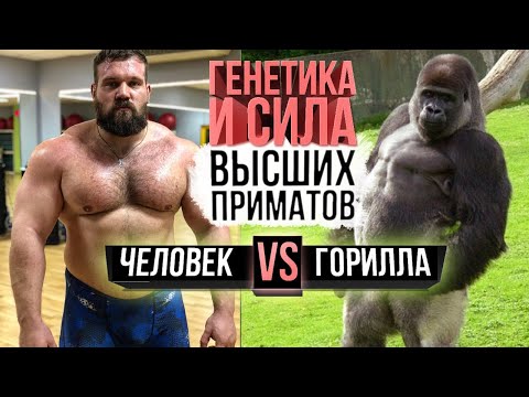 Человек против гориллы (Сила шимпанзе, орангутанга против Сарычева)