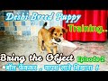 Indian breed Dog Training | Street Dog Throwing ball Training | बॉल फेंक कर वापस लाना | #Stree dog