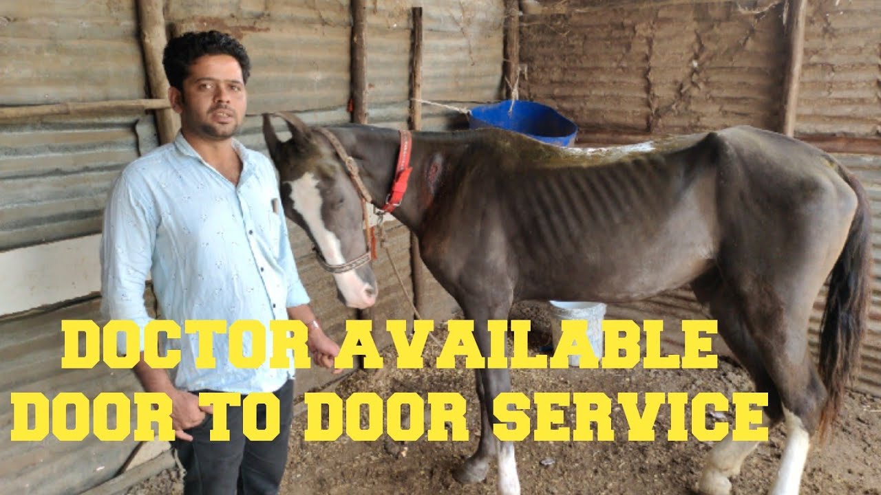 veterinary doctor in Maharashtra Aurangabad door to door service