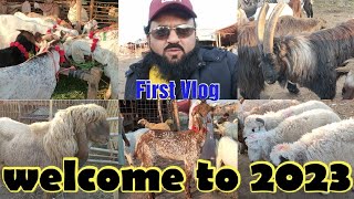 welcome to 2023 ka first Vlog | Sunday update | Lahore Bakra Mandi | Shahpur Kanjra
