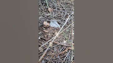 Tripe headed scepter crystal