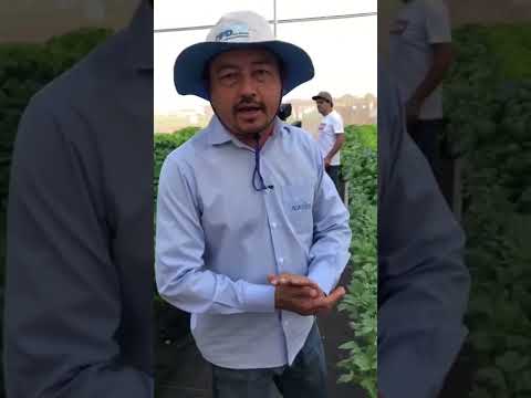 Video: Lovage-siementen itävyys: milloin kylvää lovage-yrtin siemeniä