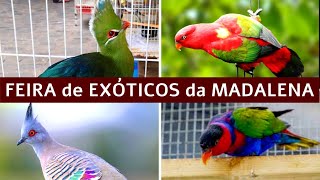 Feira de Pássaros e Animais da Madalena  #passaros #pets #aves