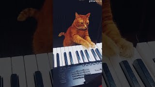 Precious Pet Plays Piano || ViralHog