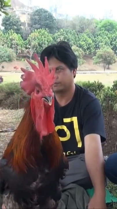 KOKOK AYAM PELUNG PUN AGEM
