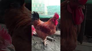 Galinha Poedeira Com Galo Pesadão Resultado Do Cruzamento