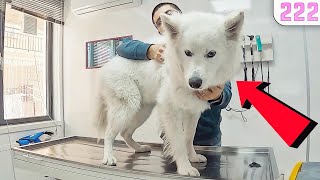 KURT KAFALI! İnanılmaz Zeki Köpek 😎 SAMOYED RÜZGAR @DoBiDa 222