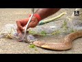 इस चंद्र नाग की ये दुर्दशा देख आप का दिल पसीज जाएगा, जानिए कैसे बचा।Monocled cobra rescued from net.