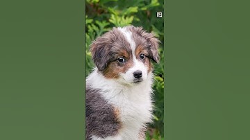 Quick Miniature American Shepherd Facts - The Little Rodeo Dog that Could - Animal a Day #shorts