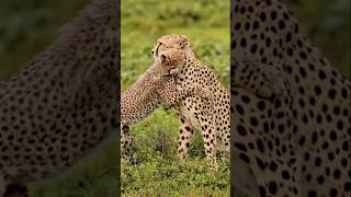 Watch this heartwarming moment as a cheetah and her adorable cub engage in a playful romp!
