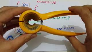Download Kaldıraç -2- Kaldıraç Türleri. Günlük Yaşamdan Kaldıraç örnekleri. Bana Bir Daya Video MP3 Kaldıraç -2- Kaldıraç Türleri. Günlük Yaşamdan Kaldıraç örnekleri. Bana Bir Daya