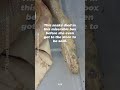 This Snake Never Even Made It to the Store 💔🐍