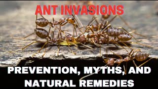 Ant Invasions: Prevention, Myths, and Natural Remedies