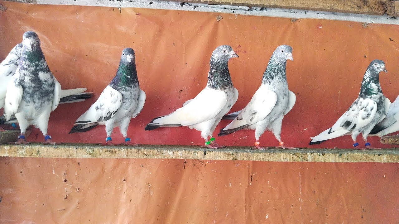 ماشاء اللہ اج بھائیوں کے لئے بریڈر چار جوڑے ٹیڈی گولڈن قیمت مناسب چارج جوڑوں کی10000 کے 03260112462