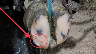 This HOOF ABSCESS wasn’t as easy to find…