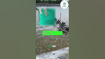 Ao bị TRỨNG NƯỚC – Xử lý sao cho hết dứt điểm, tôm không bị stress?