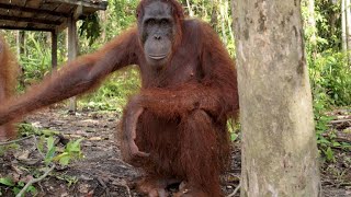 A Shy Orangutan Shares Her Breakfast with a Friend