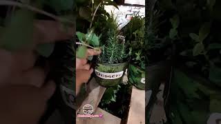 Hierbas Aromáticas en Costco Metepec 💕 24/04/26 #costco #hierbas #plantas #macetas #costcofinds