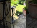 a new mushroom on the lawn