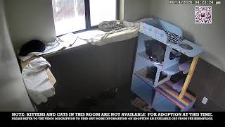Inside The Hermitage Live Kitten Transition Room