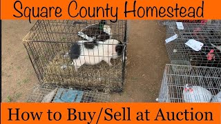 How to buy and sell at the chicken auction.