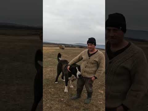 Câine Rusesc VOLKODAV