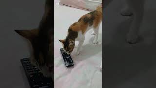 piku the mew#catlover#cat #shortvideo #cute #kitten #funny #petlover #catshorts #love