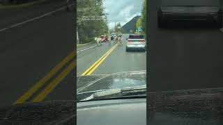 Zebras on the loose stop traffic in Washington