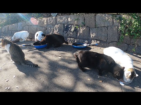 いつものかわいい猫たちにカルカン(kalkan)とちゅ～るを給餌したら各々うまそうに食べた 野良猫 感動猫動画 ASMR