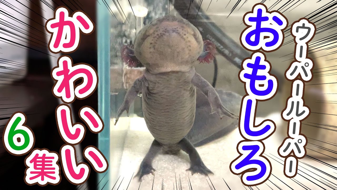爆笑】ウーパールーパーおもしろ・かわいい集6！ - YouTube