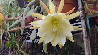 Cactus orquidea, floración y tips de cuidados