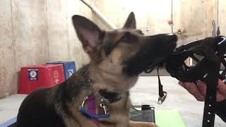 Muzzle Conditioning