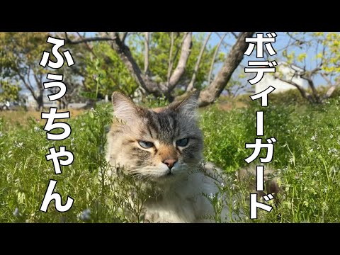 祖父母の散歩を護衛する猫!ハリウッド映画のBGMを使ってみた〜Cat escorting grandparents with Hollywood music〜