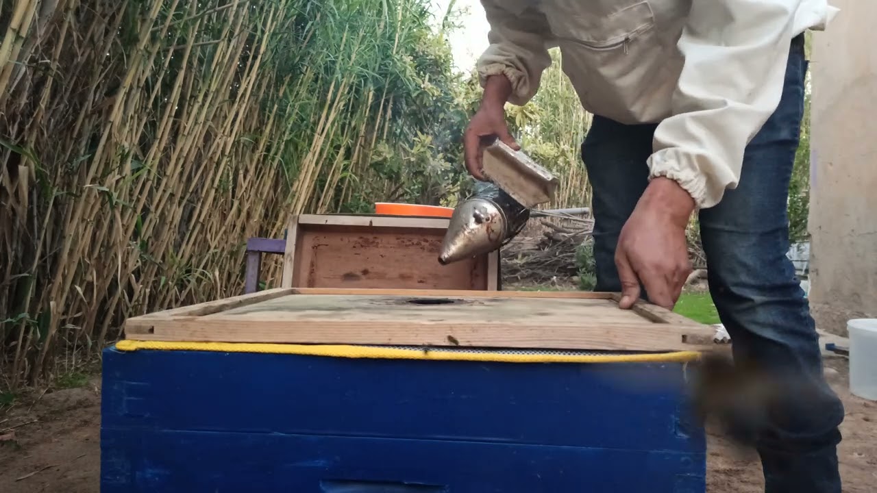 طريقة وضع مصيدة العكبر أو البروبوليس مع التغذية