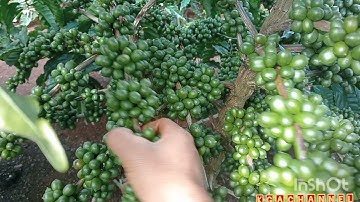 phần 3 ,sai lầm...Đừng trồng cà phê xanh lùn, nếu bạn không biết những điều này .kga channel