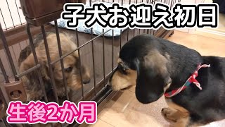 生後2ヶ月の子犬をお迎えした【ミニチュアダックスフンド】お迎え初日の様子