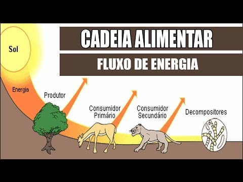Vídeo: Como a energia flui na cadeia alimentar?