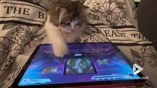 Kitty masters the art of music gaming || Viral Video UK by ViralVideoUK 1,739 views 3 months ago 28 seconds